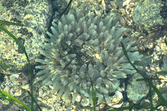 Urticina clandestina