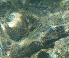 Sparisoma radians