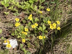 Waldsteinia ternata