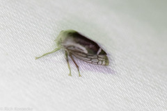 Xantholobus nigrocinctus