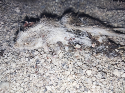 Bailey's Pocket Mouse