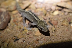 Diplodactylus calcicolus