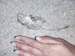 Chaetodipus baileyi
