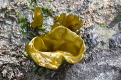 Scytosiphonaceae