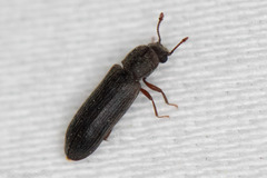 Lyctus carbonarius