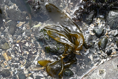 Dactylosiphon bullosus