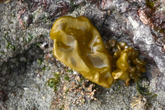 Dactylosiphon bullosus