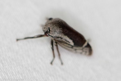 Xantholobus nigrocinctus