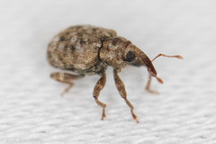 Conotrachelus recessus