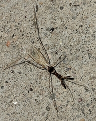 Stenolemoides arizonensis