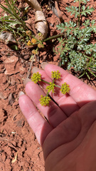 Cymopterus purpureus