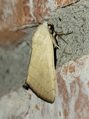 Bagisara buxea