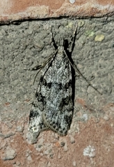 Scoparia palloralis