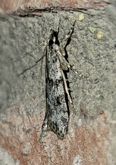 Scoparia palloralis