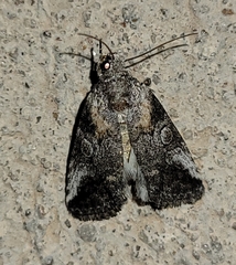 Aleptina inca