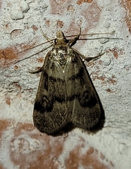 Loxostegopsis polle