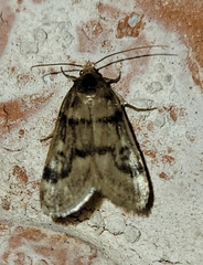 Loxostegopsis polle