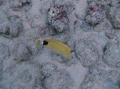 Chaetodon fremblii