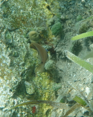 Hypoplectrus randallorum