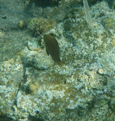 Hypoplectrus randallorum