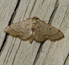 Idaea eremiata
