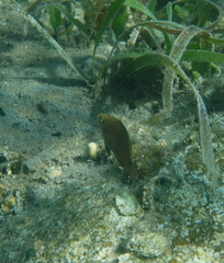 Hypoplectrus randallorum