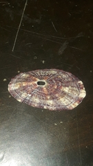 Fissurella microtrema