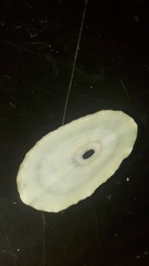 Fissurella microtrema