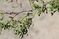 Cupressus forbesii