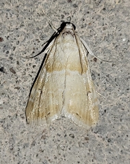 Pseudoschinia elautalis