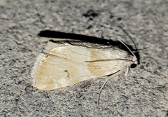 Pseudoschinia elautalis