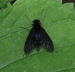 Chrysopilus velutinus