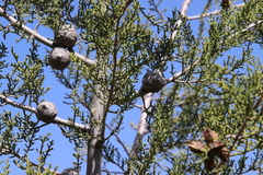 Cupressus forbesii