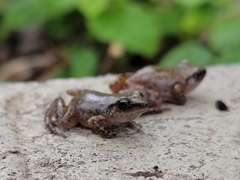 Eleutherodactylus campi