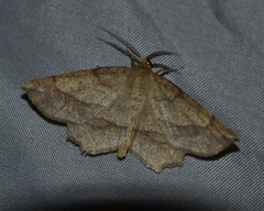 Euchlaena marginaria