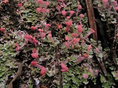 Phyllobaeis imbricata