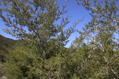 Cupressus forbesii