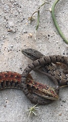 Elgaria multicarinata