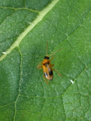 Phyllobrotica quadrimaculata