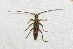 Elytrimitatrix undata