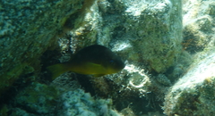 Hypoplectrus aberrans