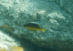 Hypoplectrus aberrans