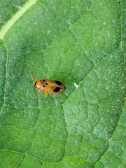 Phyllobrotica quadrimaculata