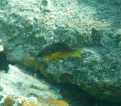 Hypoplectrus aberrans