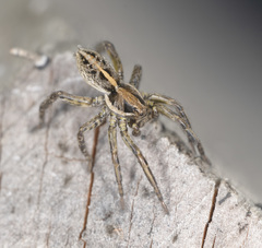 Artoriopsis expolita