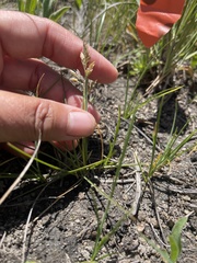 Poa atropurpurea
