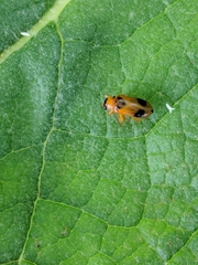 Phyllobrotica quadrimaculata