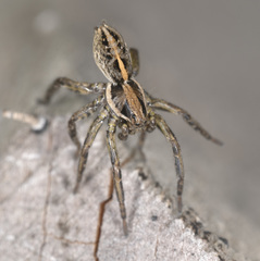 Artoriopsis expolita