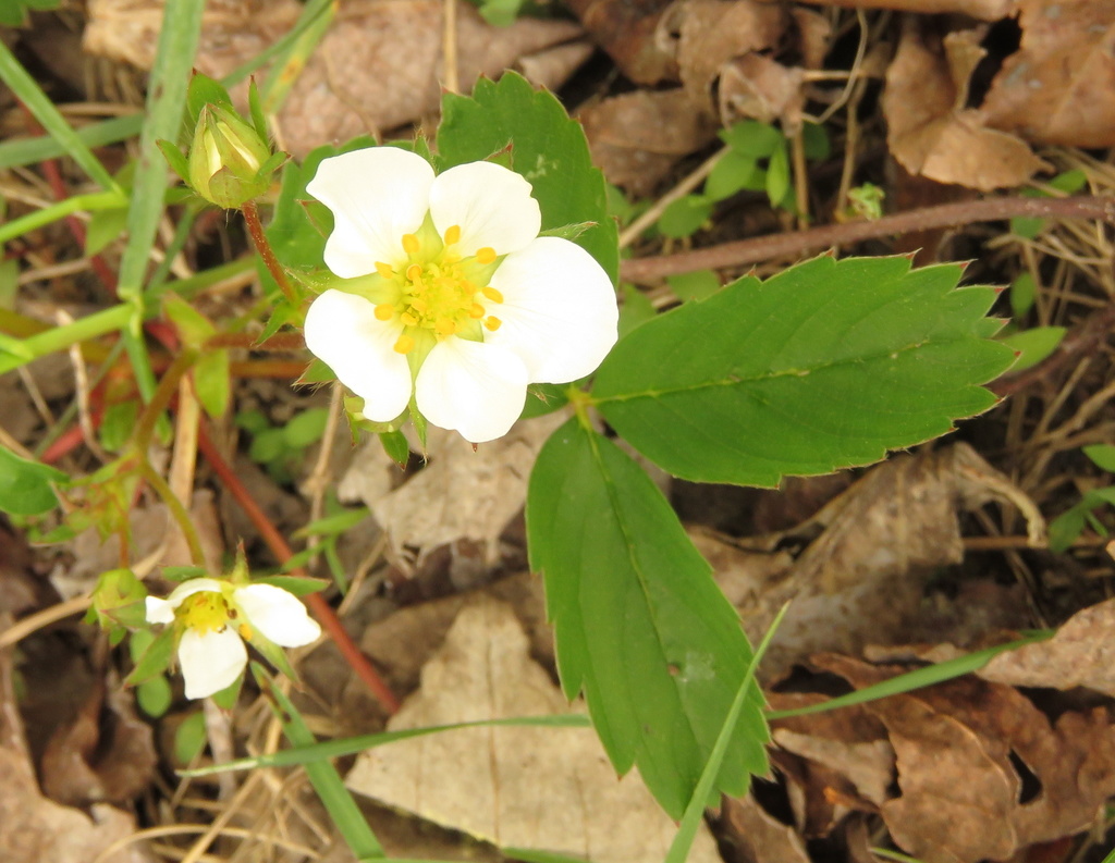 Virginia strawberry from 14050 Dawson Beach Rd, Woodbridge, VA 22191, USA on April 21, 2022 at