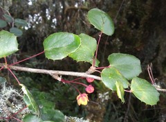 Berberis agapatensis
